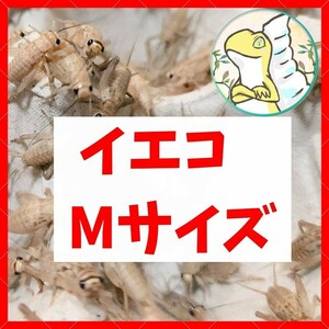 Mサイズ 【100匹＋20% 増量】送料込み1000円 イエコ　ヨーロッパイエコオロギ　送料無料　