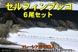 セルフィンプレコ 6尾セット★全長5cm前後・マレーシア産・たくさんの在庫の中から数えてお届け・適格請求書発行可能【お届け地域制限有】