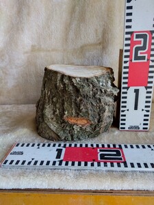 栗の木の素材①　伐ったばかりの原木　直径１３cm前後　高さ１３cm（均等では有りません）重さ２.６kg　アイデア次第で!!　おてがる配送