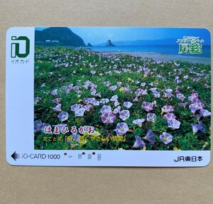 【使用済】 花イオカード JR東日本 フラワーリゾート房総 はまひるがお