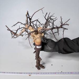 394 Commiphora kataf pure コミフォラ カタフ ピュア　ベアルート株