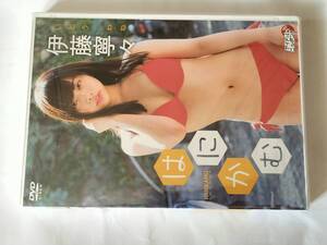 DVD 伊藤寧々 ハニカム いとうねね 未開封品