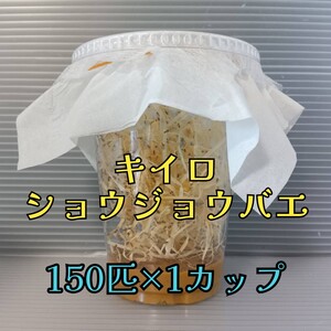 （150匹×1カップ）キイロショウジョウバエ （餌用ショウジョウバエ）