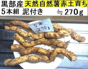 【送料無料】(関東 東海 近畿 北陸 信越)黒部産・超粘り！赤土粘土の典型的天然自然薯5本≒270g