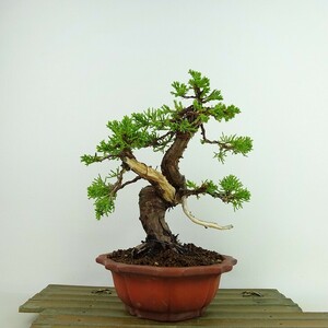 盆栽 真柏 樹高 約19cm しんぱく Juniperus chinensis シンパク “ジン シャリ” ヒノキ科 常緑樹 観賞用 小品 現品