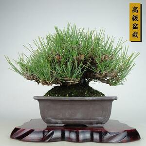 盆栽 松 黒松 瑞宝 樹高 約15cm くろまつ 高級盆栽 Pinus thunbergii クロマツ マツ科 常緑針葉樹 観賞用 小品 現品