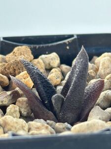 ハオルシア ソルディダ 実生 Haworthia sordida 南アフリカ 西ケープ州原産 多肉植物