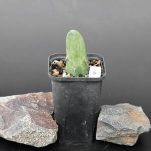 #79 Trichocereus bridgesii TB00j 天守閣 珍宝閣 なるほど柱 Bolivian torch ボリビアン・トーチ ボリヴィアン San Pedro サンペドロ