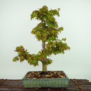 盆栽 紅葉 長良川 樹高 約38cm もみじ Acer palmatum モミジ カエデ科 落葉樹 観賞用 現品