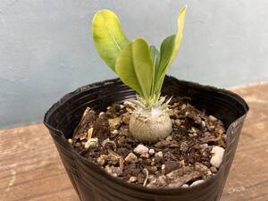 A3.パキポディウム エニグマチカム Pachypodium enigmaticum 即日発送！