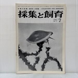 採集と飼育 1967年7月号★赤色のイソバナの上についたツグチガイ/ツグチガイの生態写真によせて/生物の知識・観察と実験/動植物