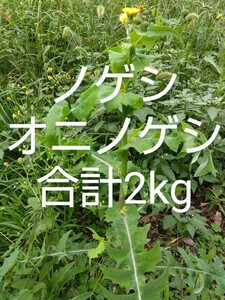 ノゲシ　オニノゲシ　合計約2kg　 新鮮　農薬不使用