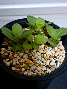 ペラルゴニウム　カロリヘンリキ　４株　Pelargonium caroli-henrici　実生　特大株同士他家受粉種子による実生