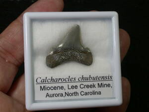 サメの歯　Calcharocles cubutensis