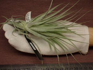 Tillandsia gardneri チランジア・ガルドネリ 504★エアプランツEP