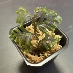 Selaginella sp.Sarawak Gold&Blue purple