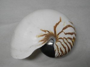 オウムガイ Nautilus pompilius 193mm 台湾