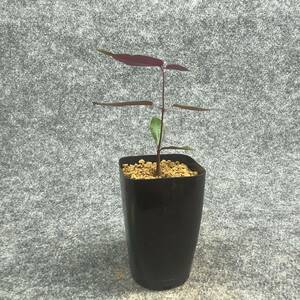 【鉢ごと発送】ペトペンチア ナタレンシス / Petopentia natalensis /【実生】/ 2号鉢 / 【現品】24-7-23-11