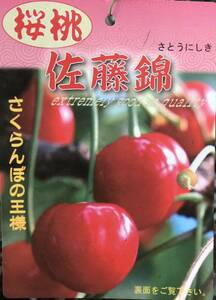 さくらんぼの王様 佐藤錦 桜桃苗木