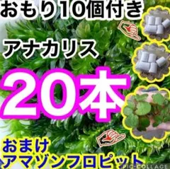 農薬　天然物アナカリス　20本➕おもり　アマゾンフロッグピット　メダカ 浮草