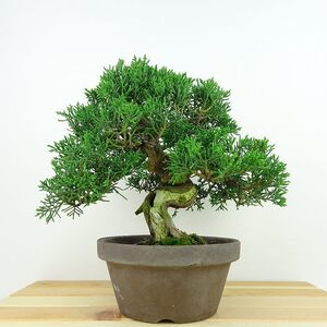 盆栽 真柏 樹高 約19cm しんぱく Juniperus chinensis シンパク “ジン シャリ” ヒノキ科 常緑樹 観賞用 小品 現品