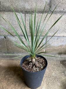 ユッカ ロストラータ Yucca rostrata