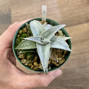 (現品) ディッキア マルニエルラポストレイ スーパーワイドリーフ (No.62512) (ブロメリア Dyckia marnier-lapostollei super wide leaf)