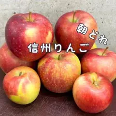 お試し 朝どれ！ 信州りんご 1.4キロ（箱の重さ込み）#g