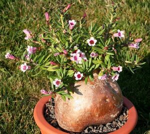 Pachypodium bispinosum パキポディウム ビスピノーサム 種子 10粒