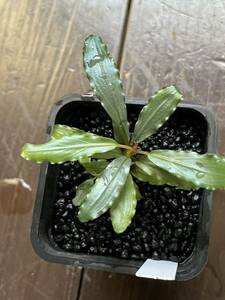  ブセファランドラ Bucephalandra sp.”Aurora” KN便 