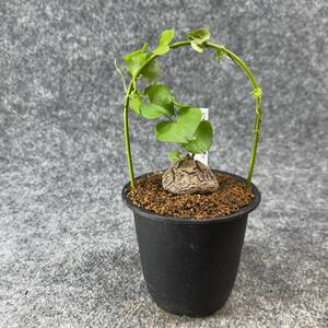 【鉢ごと発送】アフリカ型 亀甲竜 / Dioscorea elephantipes / 3号鉢 / 塊根・多肉植物【現品】 24-10-3-08