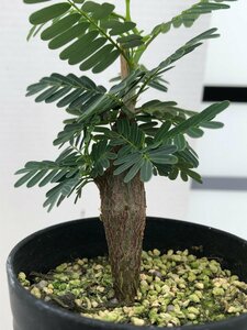 6911 「実生」センナ　メリディオナリス【種から発芽！・発根・Senna meridionalis】