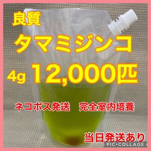 送料無料　良質　タマミジンコ　12,000匹　生き餌　加温めだか　金魚　らんちゅう　産卵促進　色揚げ　育成スピードUP