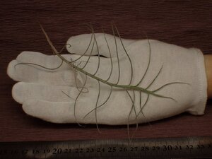 Tillandsia mallemontii チランジア・マレモンティ 625■エアプランツJD