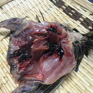 【大幅値下げ!!】在庫多数!!猛禽類・爬虫類・両生類などに！！北海道産　冷凍ウズラ 100羽【未処理】