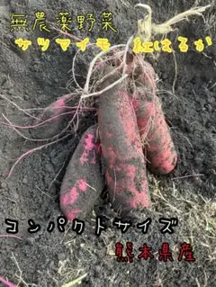 無農薬野菜　サツマイモ［紅はるか］熊本県産