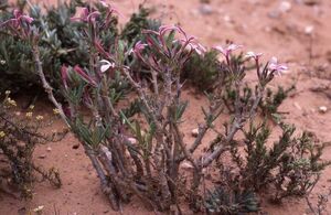 Pachypodium succulentum パキポディウム　サキュレンタム 天馬空 種子 10粒