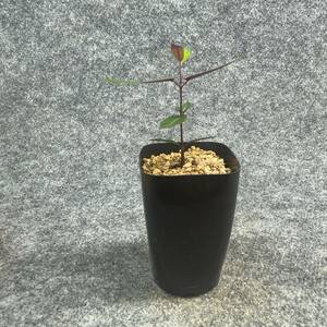 【鉢ごと発送】ペトペンチア ナタレンシス / Petopentia natalensis /【実生】/ 2号鉢 / 【現品】24-7-23-08