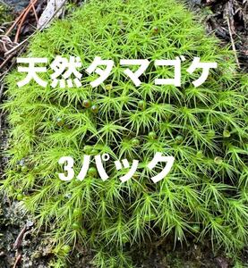 天然タマゴケ　苔玉　アクアリウム　盆栽　　No7