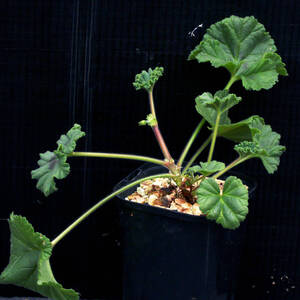 ペラルゴニウム・アルケミロイデス 実生株 Pelargonium alchemilloides ∂∂∂