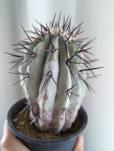 コピアポア 黒王丸 Copiapoa 現地球カキコ 発根済み株 検索)　孤竜丸 コルムナアルバ　デアルバータ カリザレンシス アンディナ ソラリス 