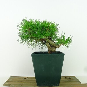 盆栽 松 黒松 樹高 14cm くろまつ Pinus thunbergii クロマツ マツ科 常緑針葉樹 観賞用 小品 現品