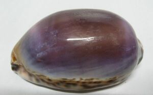 天然・美しい　紫色　貝標本・美品・激レア・B-20