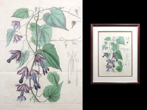 18世紀 挿絵画/「花」/ボタニカルアート/銅版画/額装品/植物図鑑/1834年/西洋美術/アンティーク/②