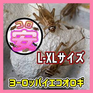 L-XLサイズ350匹（1.5cm〜成虫）（死着保証込み）コンパクトBOX発送☆日時時間指定☆保証有り☆ヨーロッパイエコオロギ