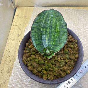 超希少種 サンスベリア ブルー キルキー USDA 斑入りSANSEVIERIA BLUE KIRKII USDA VARIEGATED レアなサンセベリア錦