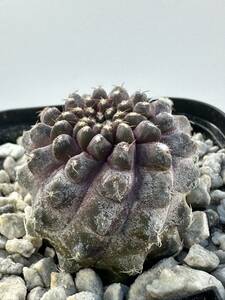 Copiapoa Tenuissima コピアポア テヌイシマ 選抜株 パープルスキン 輸入株 抜き苗は送料込