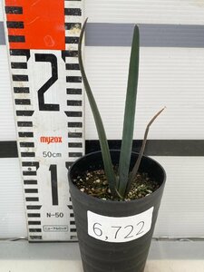 6722 「実生株】アロエ スザンナエ【種から発芽！・成長順調厳選株・Aloe・多肉植物】