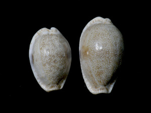 貝の標本 Cypraea erosa set 2. 台湾