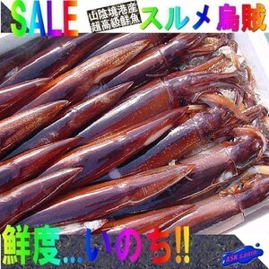 お刺身用「特大、スルメ烏賊11尾で4kg」活冷凍品-美しい釣り物